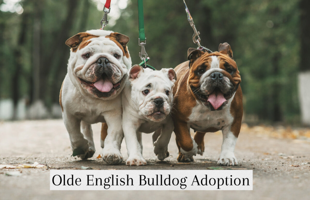 The Olde English Bulldog Adoption– Your Ultimate Breed Information Guide ... rescue or shelter to adopt an Olde English Bulldogge.